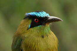 Image of Andean Motmot