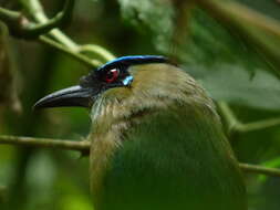 Image of Andean Motmot