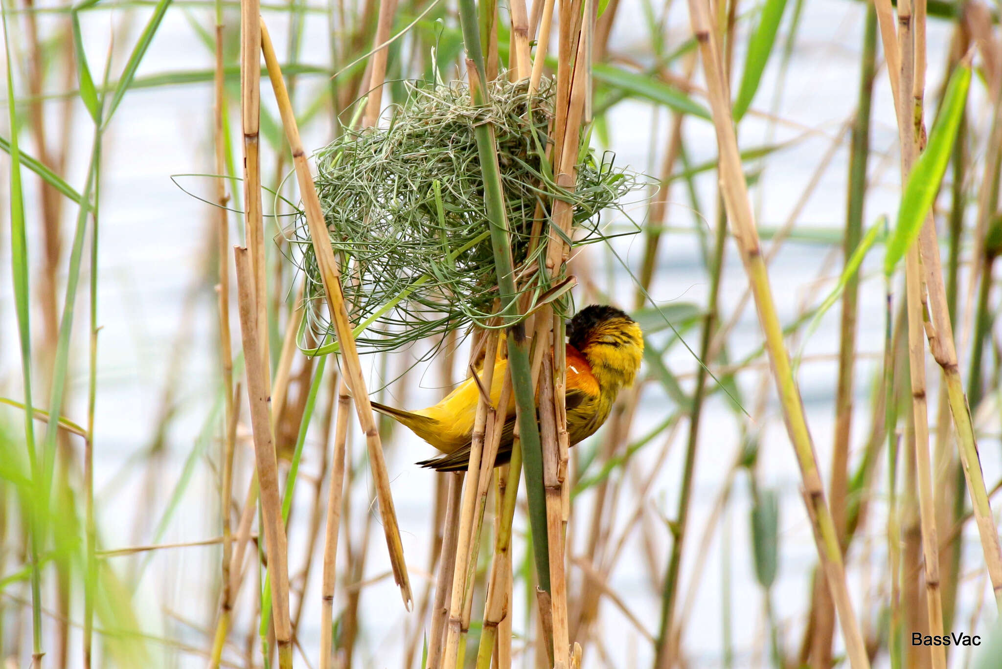 Image of Black-headed Weaver