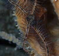 Image of Sponge brittle star