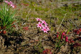 Image of Hessea undosa Snijman