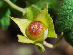 Image of salvia cistus