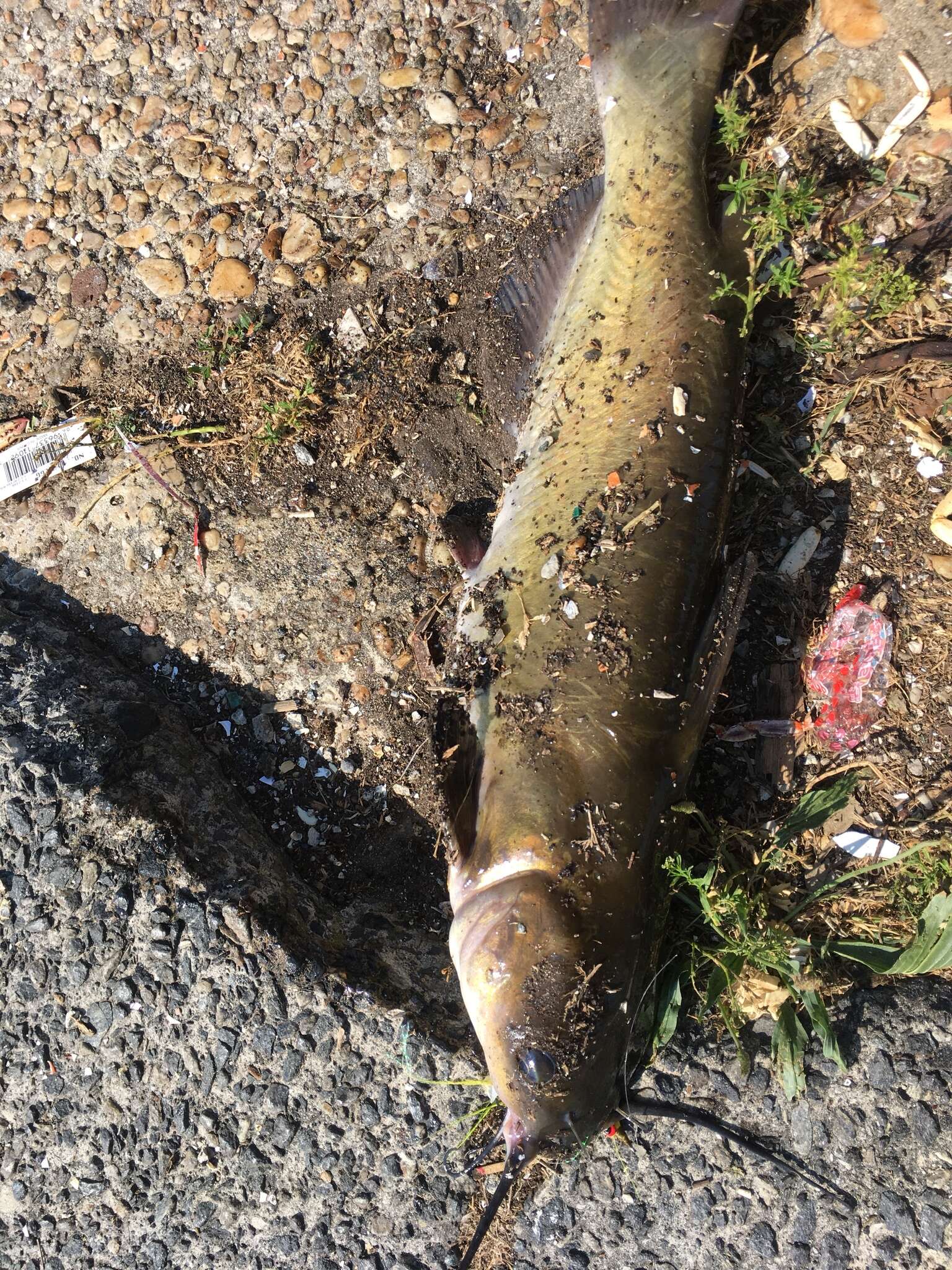 Image of channel catfish