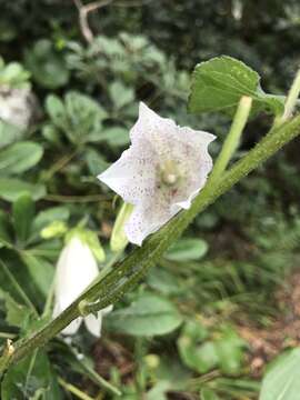 Image of Campanula punctata var. punctata