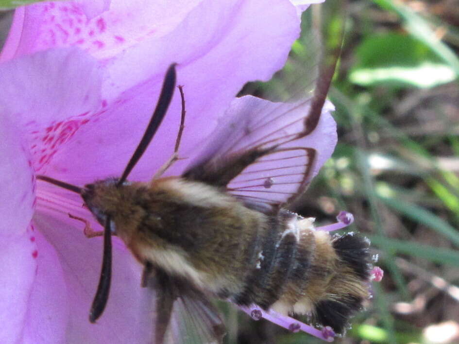 Imagem de Hemaris affinis (Bremer 1861)