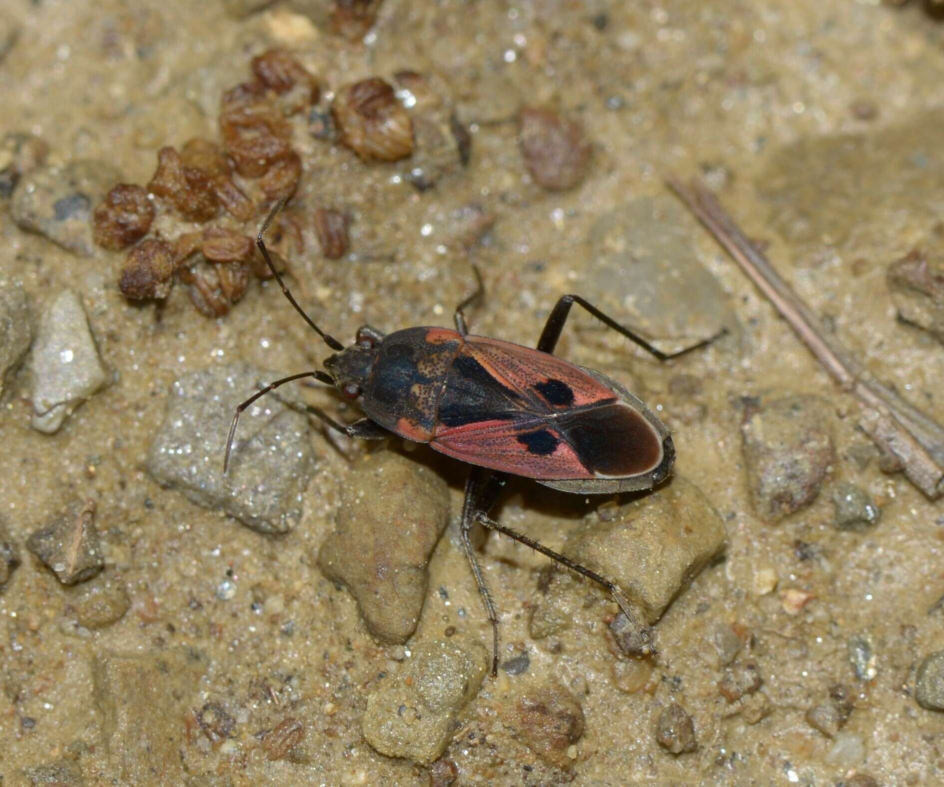 Image of Rhyparochromus (Rhyparochromus) phoeniceus sanguineus (Douglas, J. W. & J. Scott 1868)