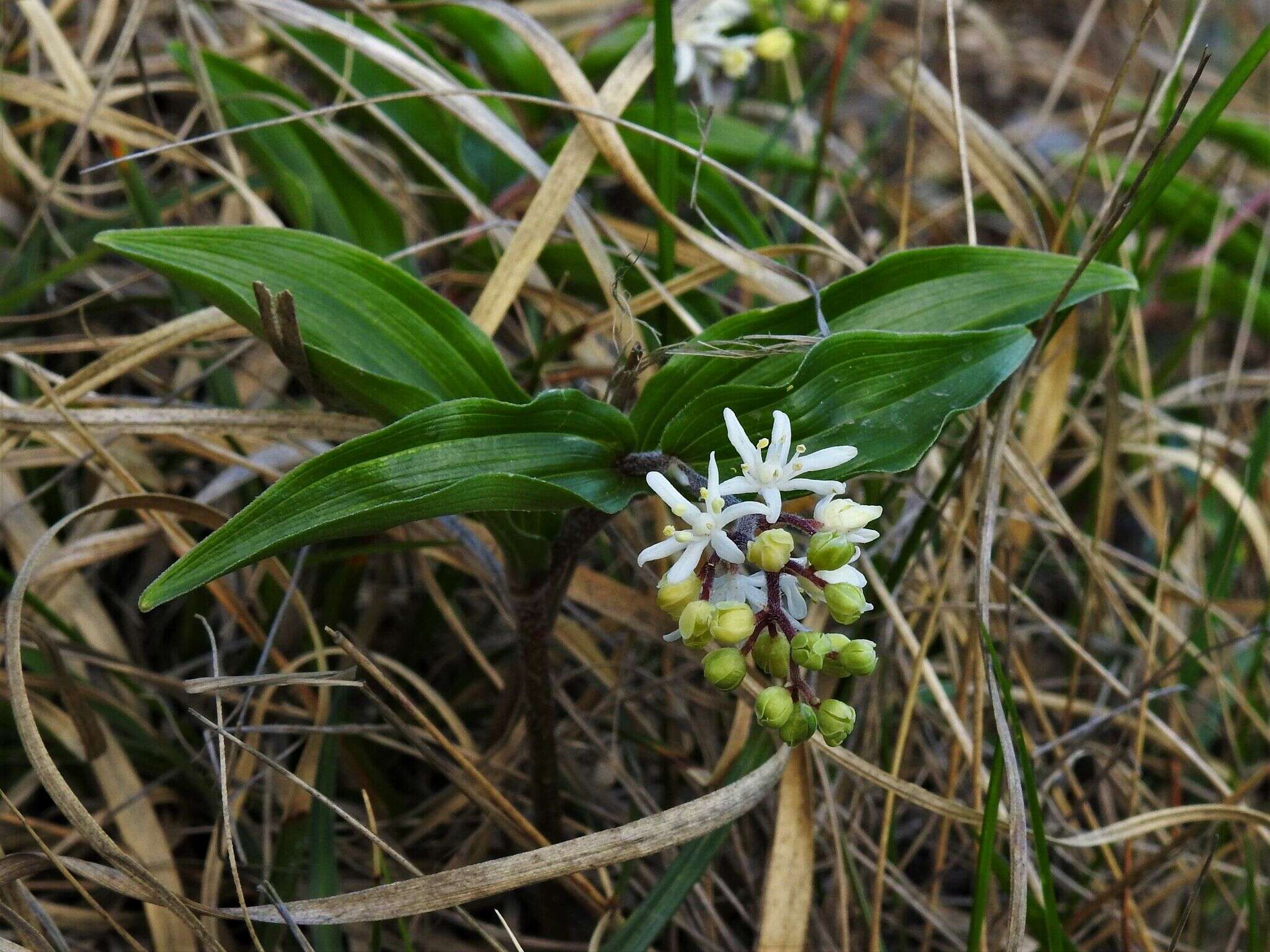 Imagem de Maianthemum formosanum (Hayata) La Frankie