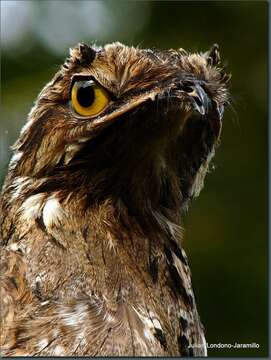 Image of Common Potoo