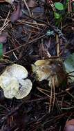 Plancia ëd Tricholoma viridilutescens M. M. Moser 1978