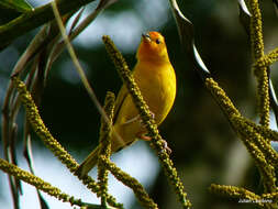 Image of Saffron Finch