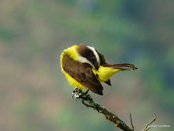 Image of Rusty-margined Flycatcher