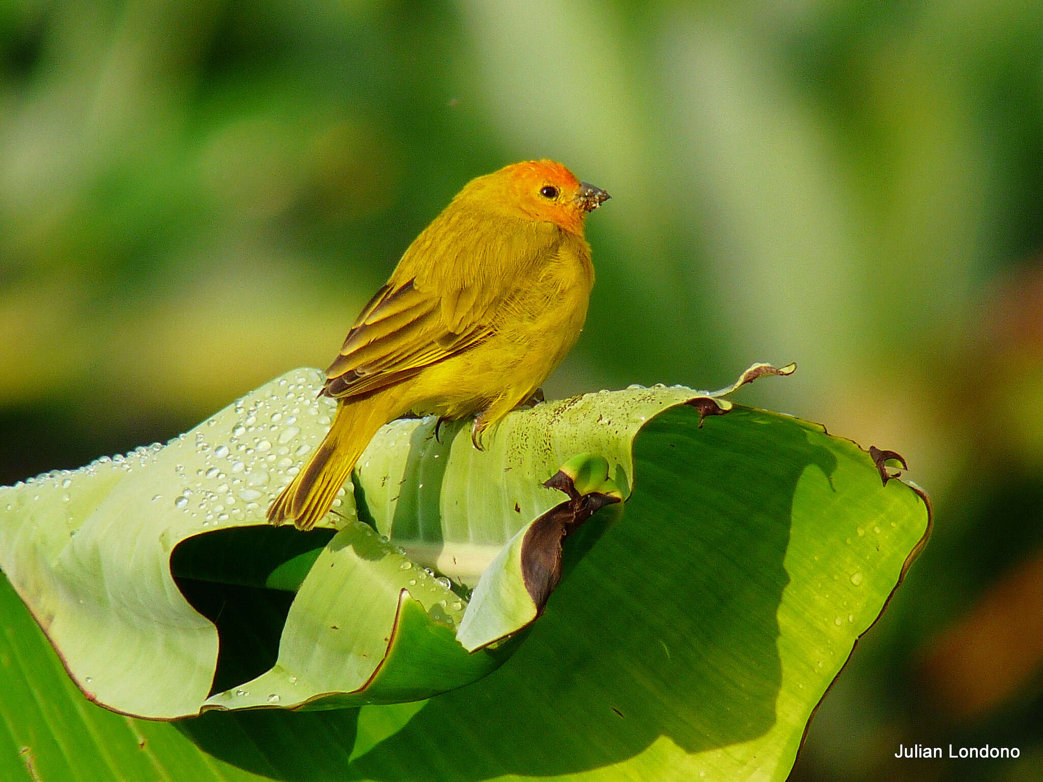 Image of Saffron Finch