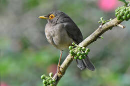 Image of Spectacled Thrush