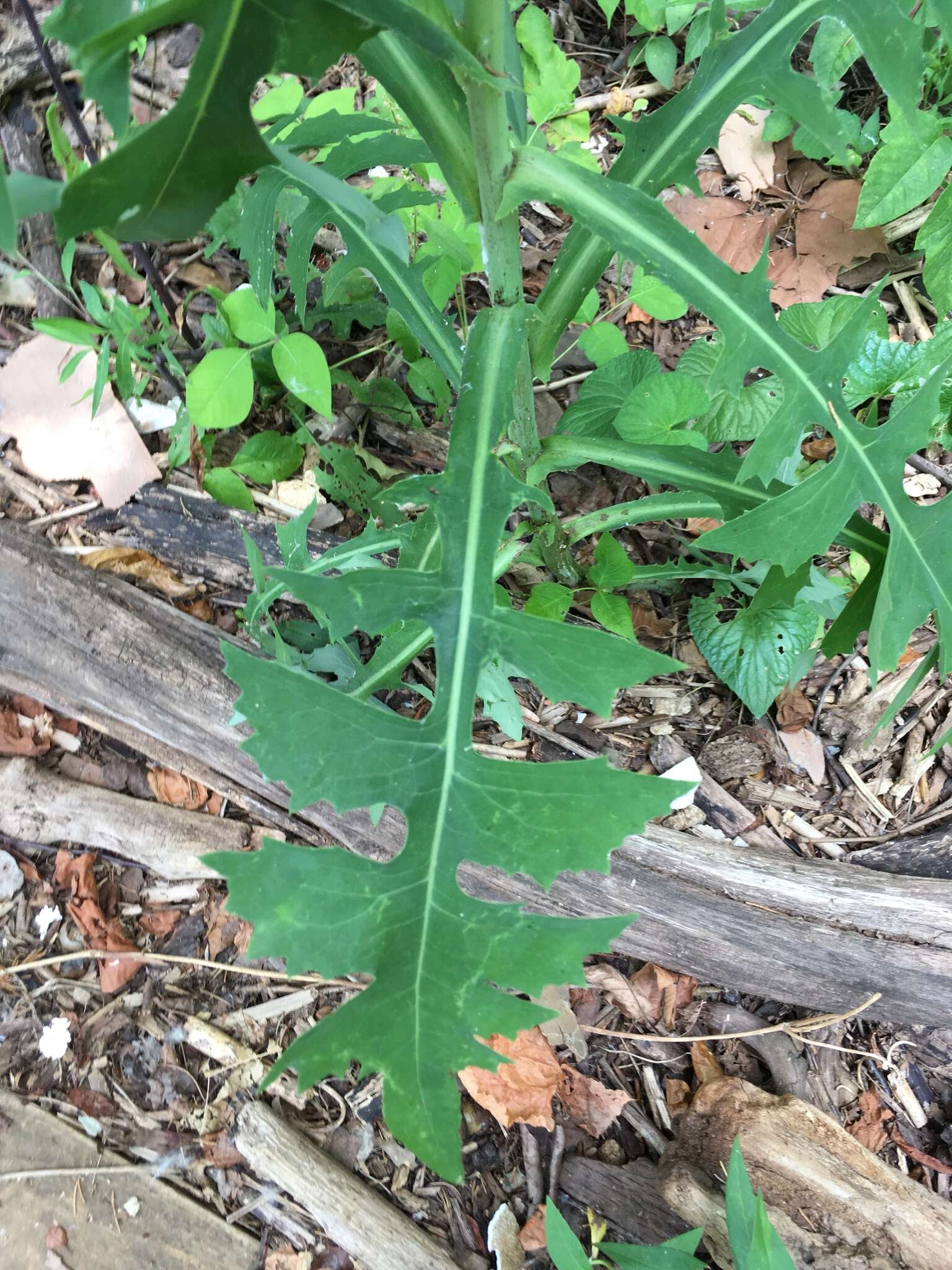 Imagem de Lactuca canadensis L.