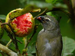 Image of Streaked Saltator