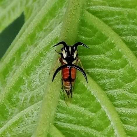 Imagem de Cyphonia trifida Fabricius