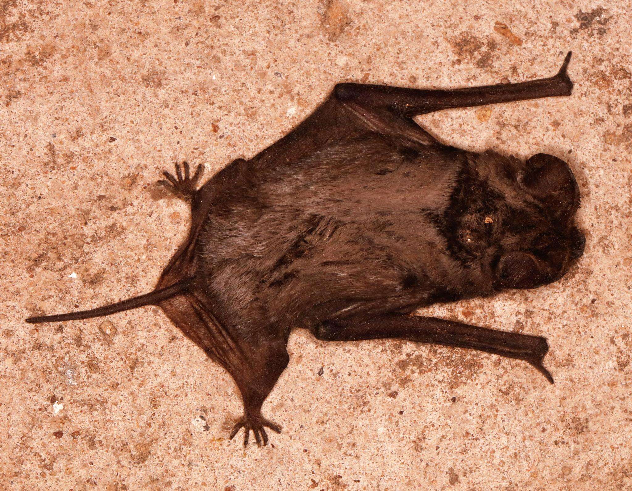 Image of Tadarine Free-tailed Bats