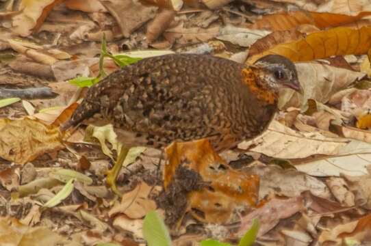 Imagem de Tropicoperdix chloropus Blyth 1859