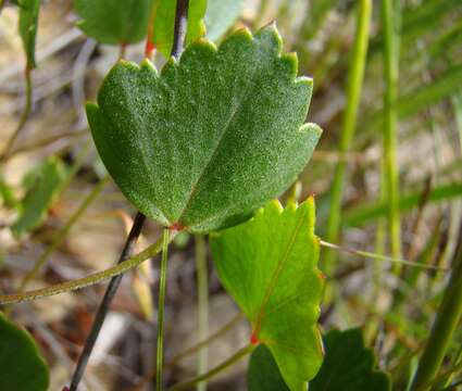 Image of Pelargonium setulosum Turcz.