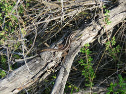 Image of Schroeder's Tree Iguana