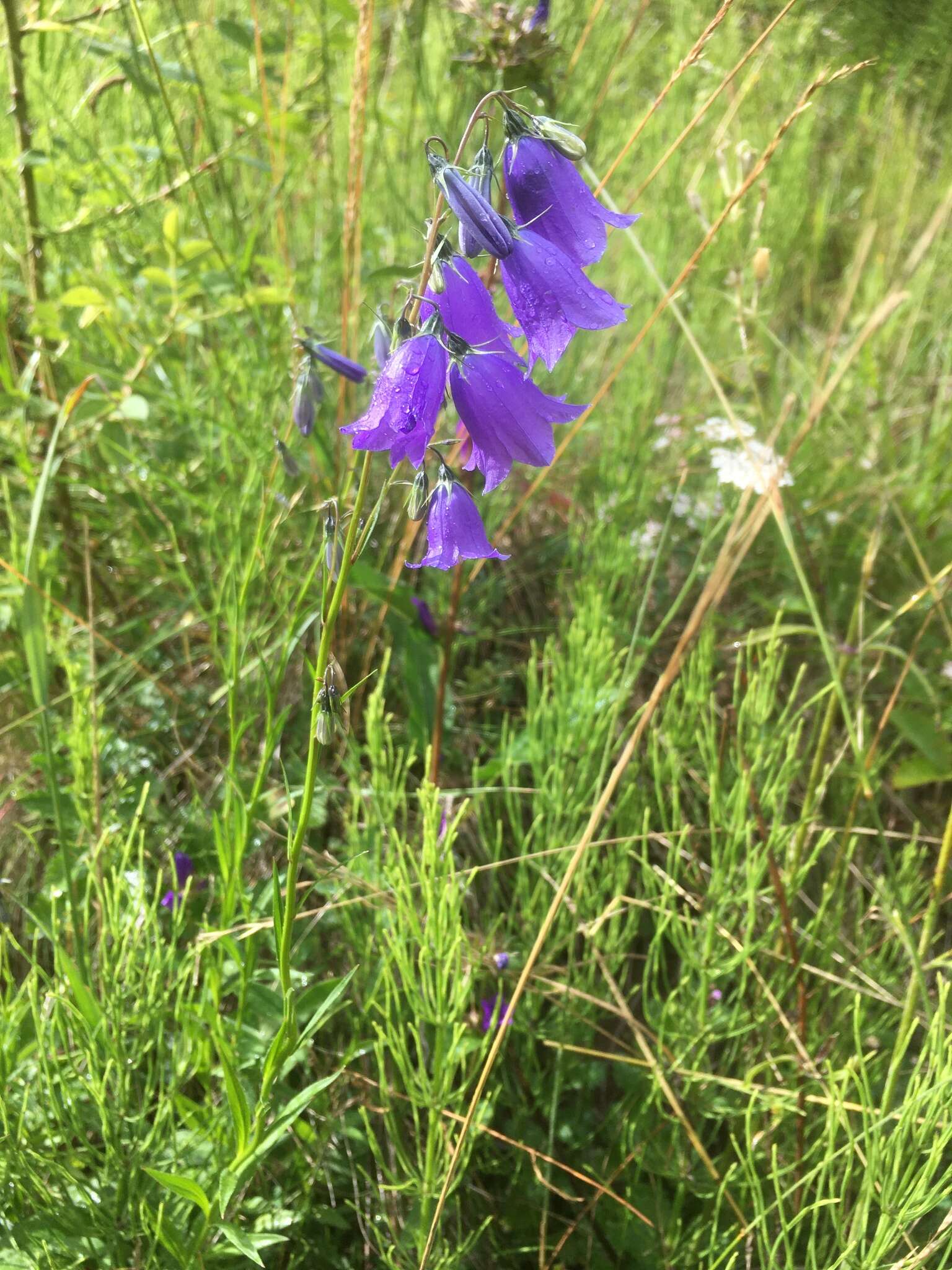 Image of Campanula serrata (Kit. ex Schult.) Hendrych