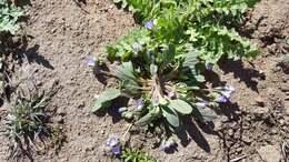 Image de Phacelia curvipes Torr. ex S. Wats.