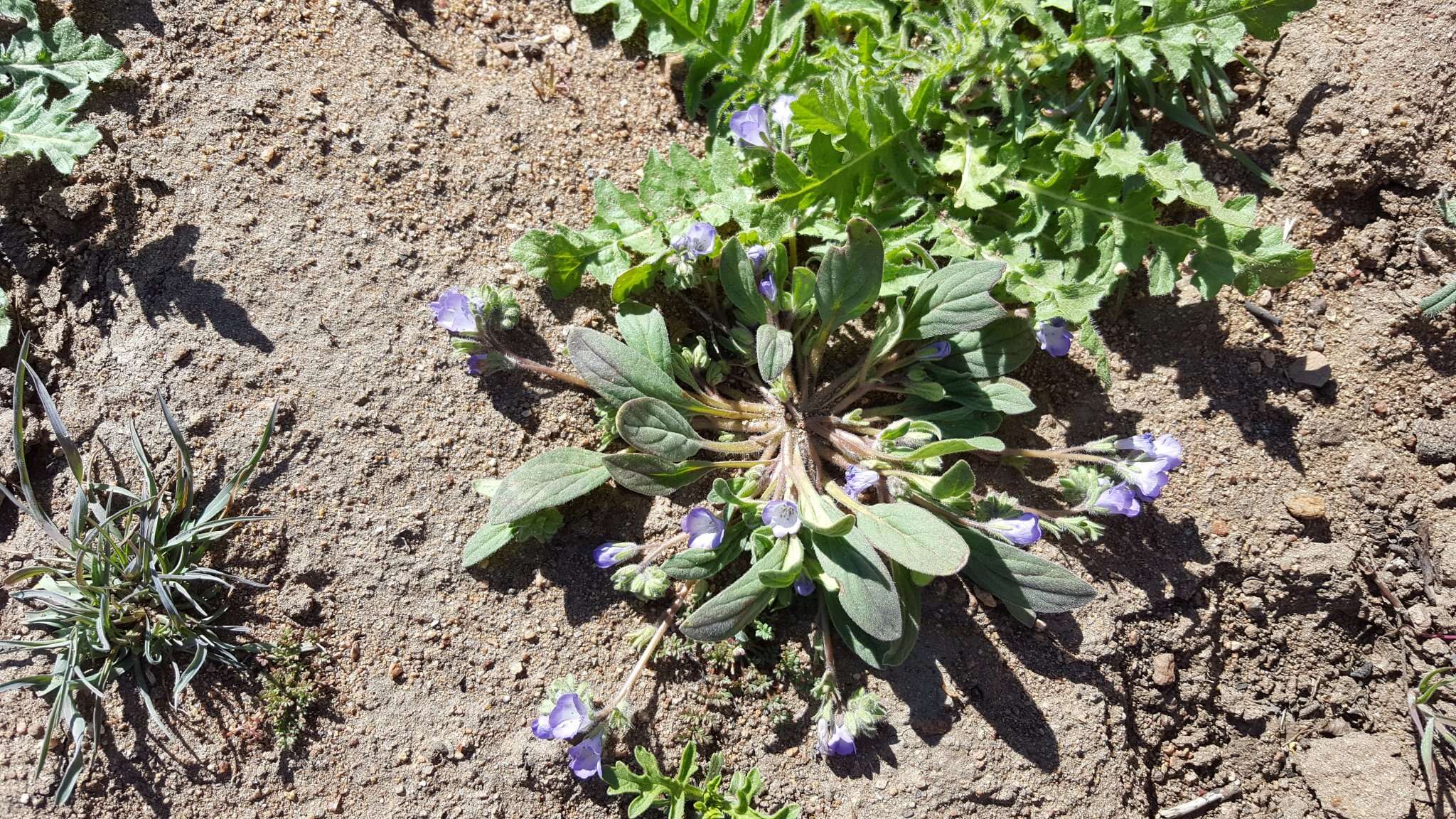 Image de Phacelia curvipes Torr. ex S. Wats.