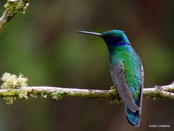 Image of Lesser Violetear