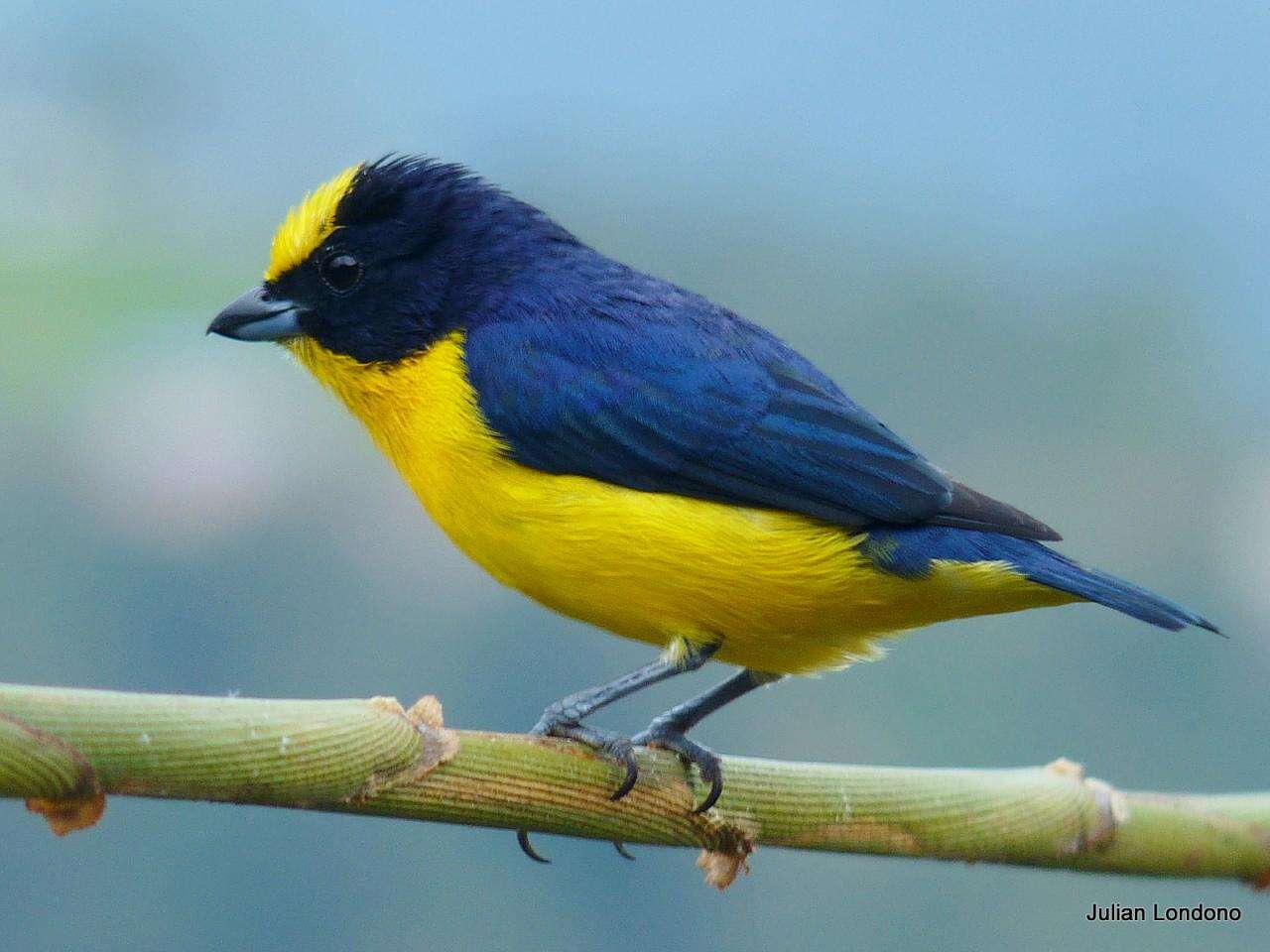 Image of Thick-billed Euphonia