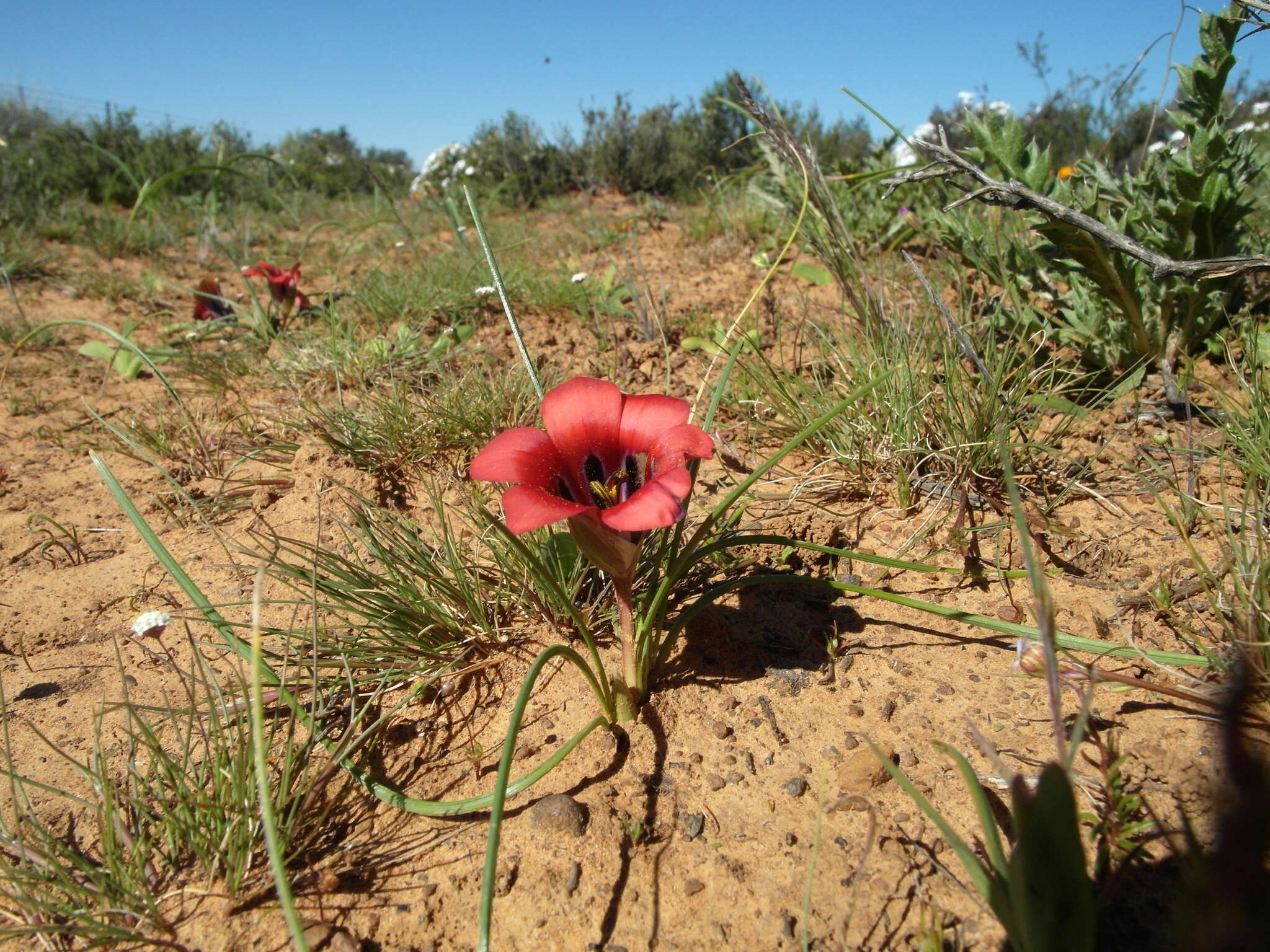 Image of Romulea monadelpha (Sweet ex Steud.) Baker