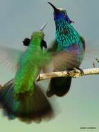 Colibri coruscans (Gould 1846) resmi