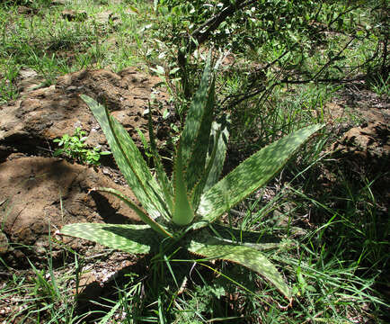 Image of Aloe greatheadii var. greatheadii