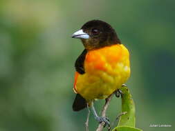 Image of Flame-rumped Tanager