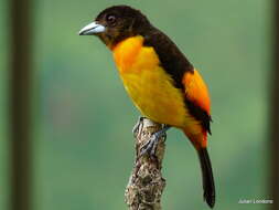 Image of Flame-rumped Tanager