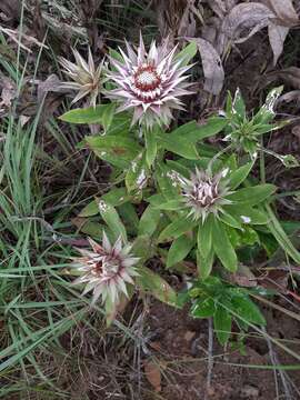 Image of Macledium zeyheri subsp. zeyheri