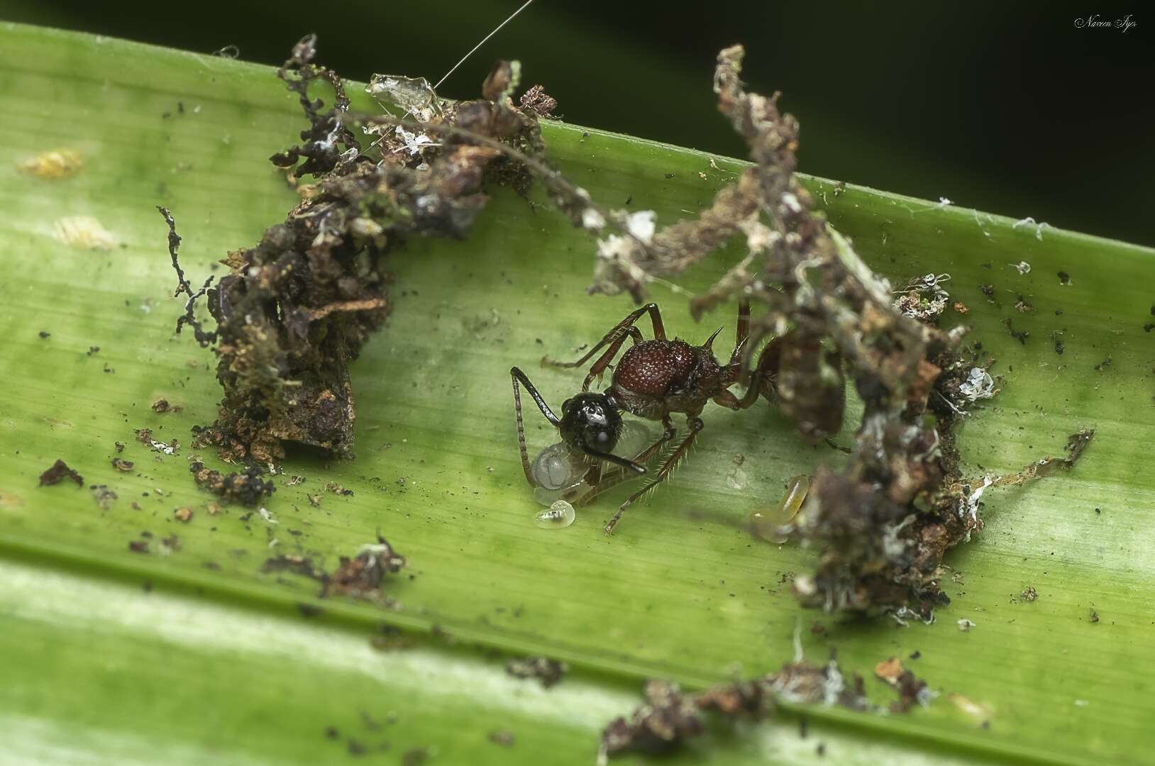 Image of Polyrhachis gracilior Forel 1893