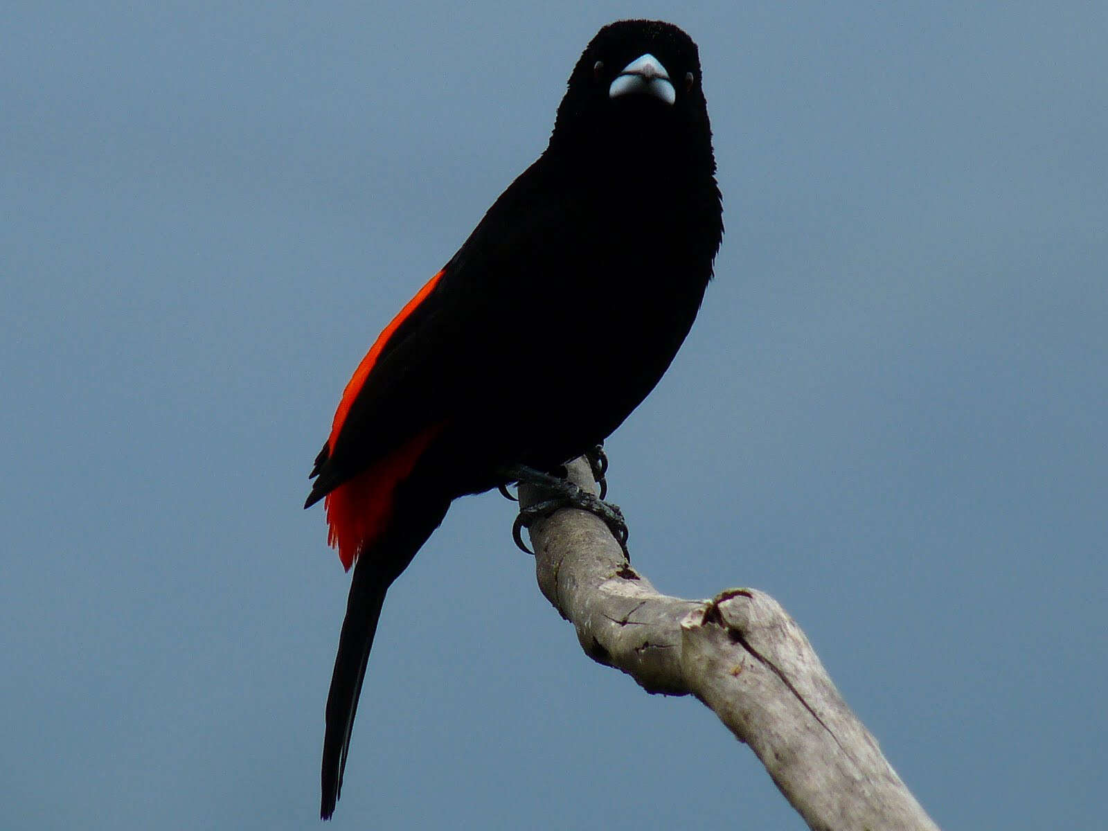 Image of Flame-rumped Tanager