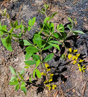 Image de Baptisia cinerea (Raf.) Fernald & B. G. Schub.