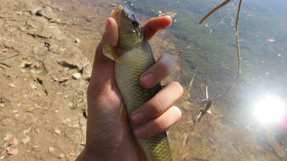 Image of Bigmouth chub