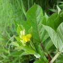 Image of Vigna khandalensis (Santapau) Sundararagh. & Wadhwa