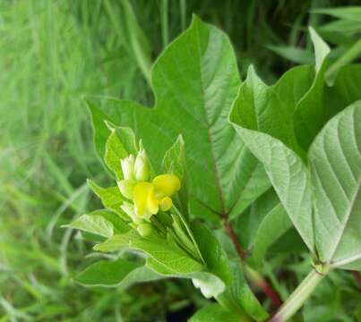 Слика од Vigna khandalensis (Santapau) Sundararagh. & Wadhwa