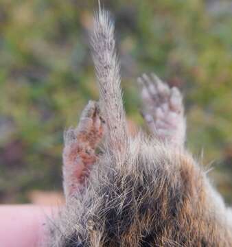 Image of Mediterranean Pine Vole