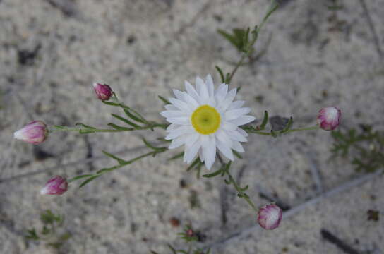 Image of Hyalosperma cotula (Benth.) P. G. Wilson