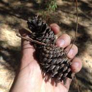 Image of Aztec Pine