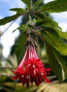 Image of Fuchsia corymbiflora Ruiz & Pav.