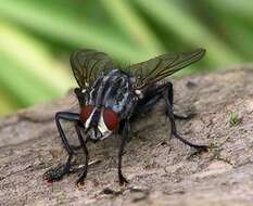 صورة Sarcophaga carnaria (Linnaeus 1758)