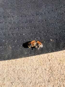 Image of Wooly Wall Bee