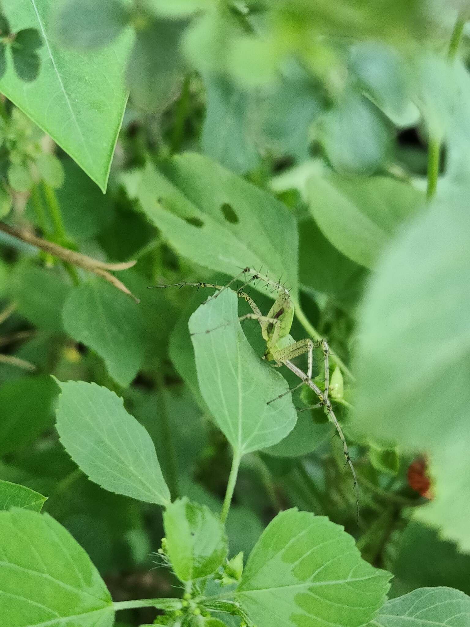 Image of Peucetia viridana (Stoliczka 1869)