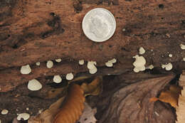 Image of Crepidotus stipitatus Kauffman 1918