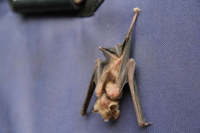 Image of African Trident Bat